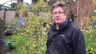 How to remove privet hedge bush without damaging roots for replanting