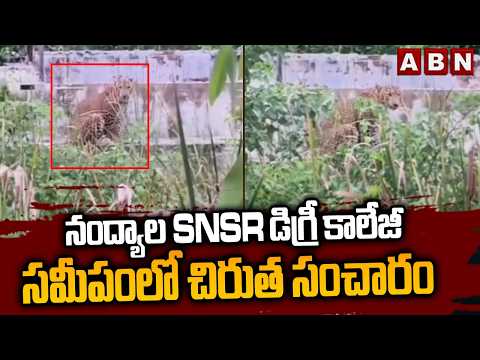 నంద్యాల SNSR డిగ్రీ కాలేజీ సమీపంలో చిరుత సంచారం | Tiger Spotted In Nandyala SNSR Degree College |ABN - ABNTELUGUTV