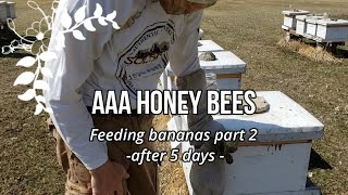 March 17 Honey Bees adding banana puree for brood building North/Central Mo PART 2