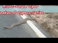 Blunt nosed Viper. -    Snakes of Cyprus series