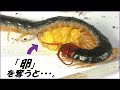 蟻戦争Ⅲ＃196 むりやり「卵」を奪い取られたムカデがとった驚きの行動。編～Centipede eggs～