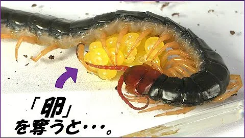 金木研ムカデ