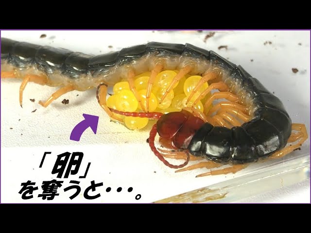 蟻戦争 196 むりやり 卵 を奪い取られたムカデがとった驚きの行動 編 Centipede Eggs Youtube