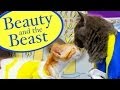 Disney's Beauty and the Beast (Cute Kitten Version)