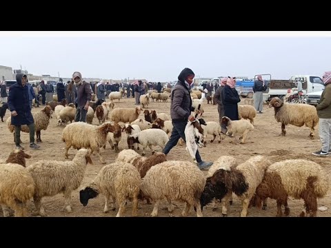 الأسعار قبل انتهاء العام طلب للوردي واللحم سوق الغنم جنوب الحسكة 27كانون الأو ل 2025