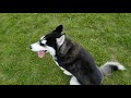 Can you train a young Husky Dog? Absolutely. Freyja's Before and After Training Video Can you train a young Husky Dog? Absolutely. Freyja's Before and After Training Video