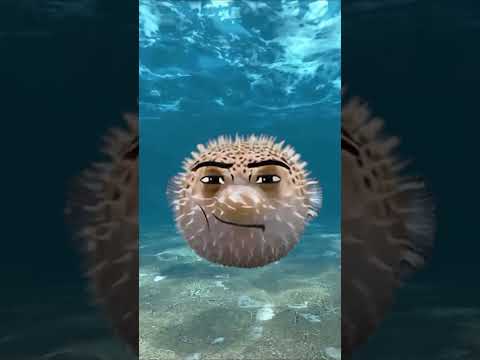 Oceanic Gegagedigedagedago #gegagedigedagedago
