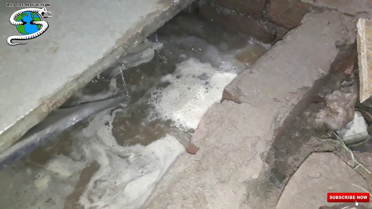 camera iphone 8 plus apk RESCUE = KRAITE....HIGLY VENOMOUS SNAKE AHMEDABAD GUJARAT