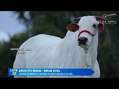 LOTE 38   EROS FIV BRUN