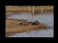 Impala Attacked and Killed by Wild Dogs - Madikwe, SA [MOTION STABILIZED VERSION] 2/29/2012