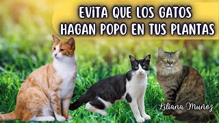 CÓMO EVITAR QUE LOS GATOS HAGAN POPO EN TUS PLANTAS DEL JARDÍN/Liliana Muñoz