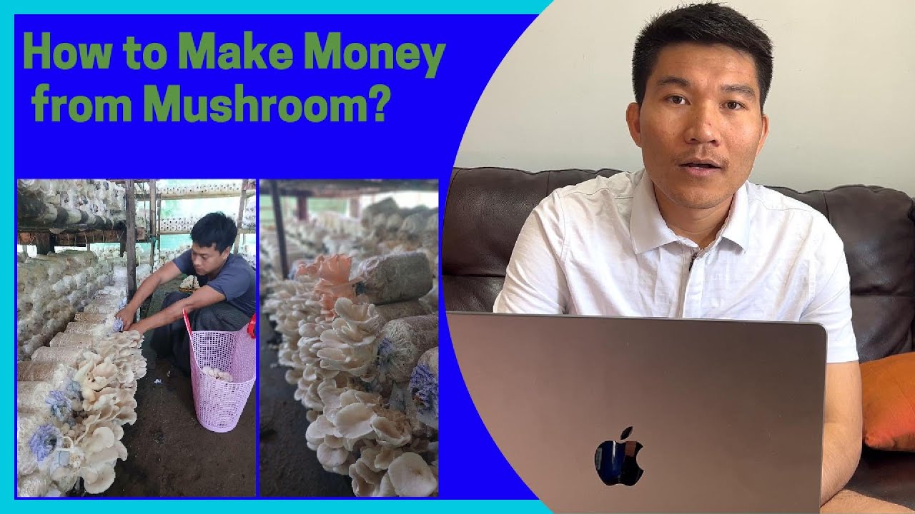 မှိုစိုက်ပျိုးရေးမှ တလ ဝင်ငွေ  ၁၅ သိန်းမှ သိန်း ၂၀ ရရှိအောင် မှိုဘယ်လိုစိုက်ပျိုးကြမလည်း? Make Money