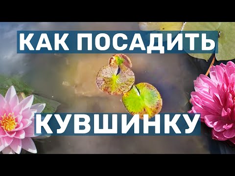 Видео: Правильная пересадка в пруд укоренённых саженцев нимфеи (Водные лилии, Кувшинка)