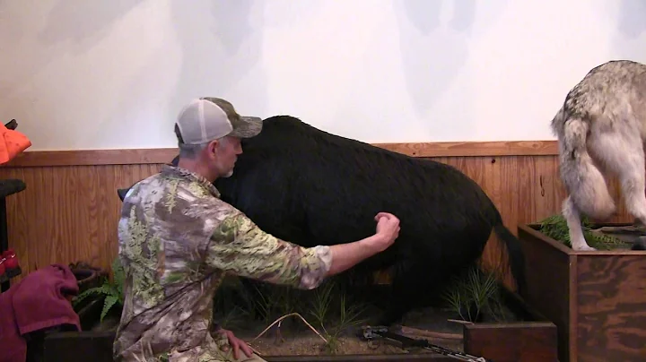 Where to Shoot a Hog with a Bow