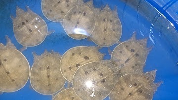 Chuyển rắn ri cá cua (Đ) con về bến tre 