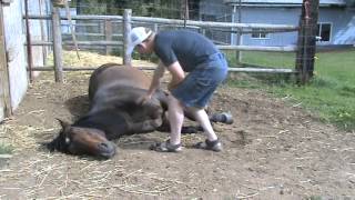 While The Horse Sleeps, Clean His Feet