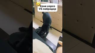 Лабрадоры как всегда 😁 #канекорсо #лабрадор