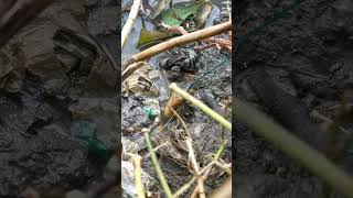 bikin hiburan di hari libur, gak perlu mahal ayo kita ngurek #motivation #mancing #ngurekbelut