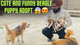 Cheap Price Dog In Punjab 😱 | Cute And Funny BEAGLE PUPPY ADOPT 😱😍