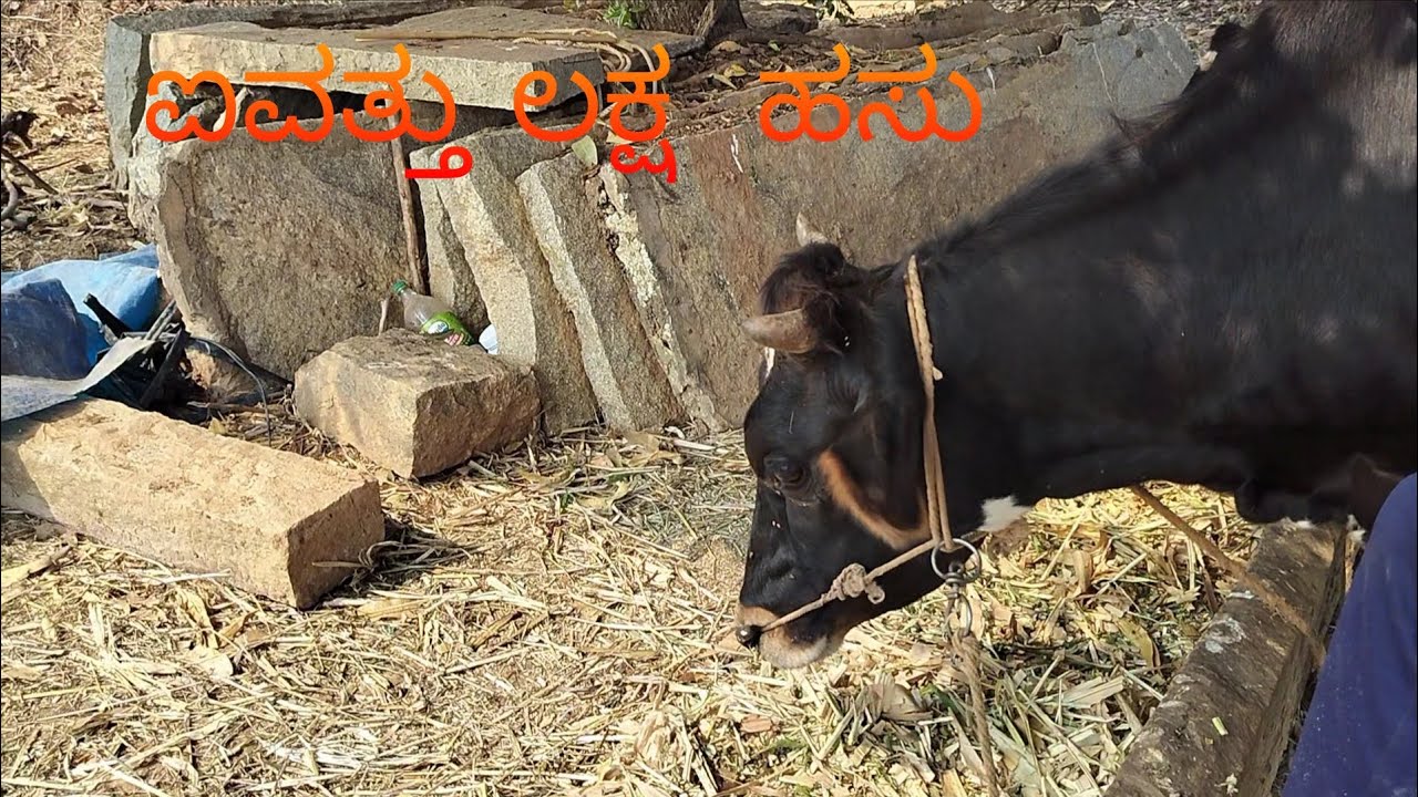 ಐವತ್ತು ಲಕ್ಷ ಹಸು ದಯವಿಟ್ಟು 