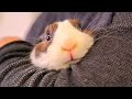 Смешные Милые Кролики 2015! Веселая Видео подборка!