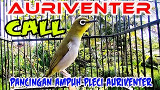 Bunyi Call Pleci AUriventer memancing pleci auri cepat bunyi gacor dan ngalas long gun