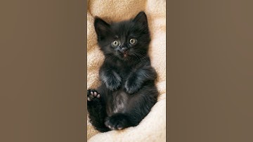 Thumbnail of Cute Kitten sing song. Funny Cat singing #lipsync #Viral #Brainrot #funnycat #fypシviral #fyp #fypage