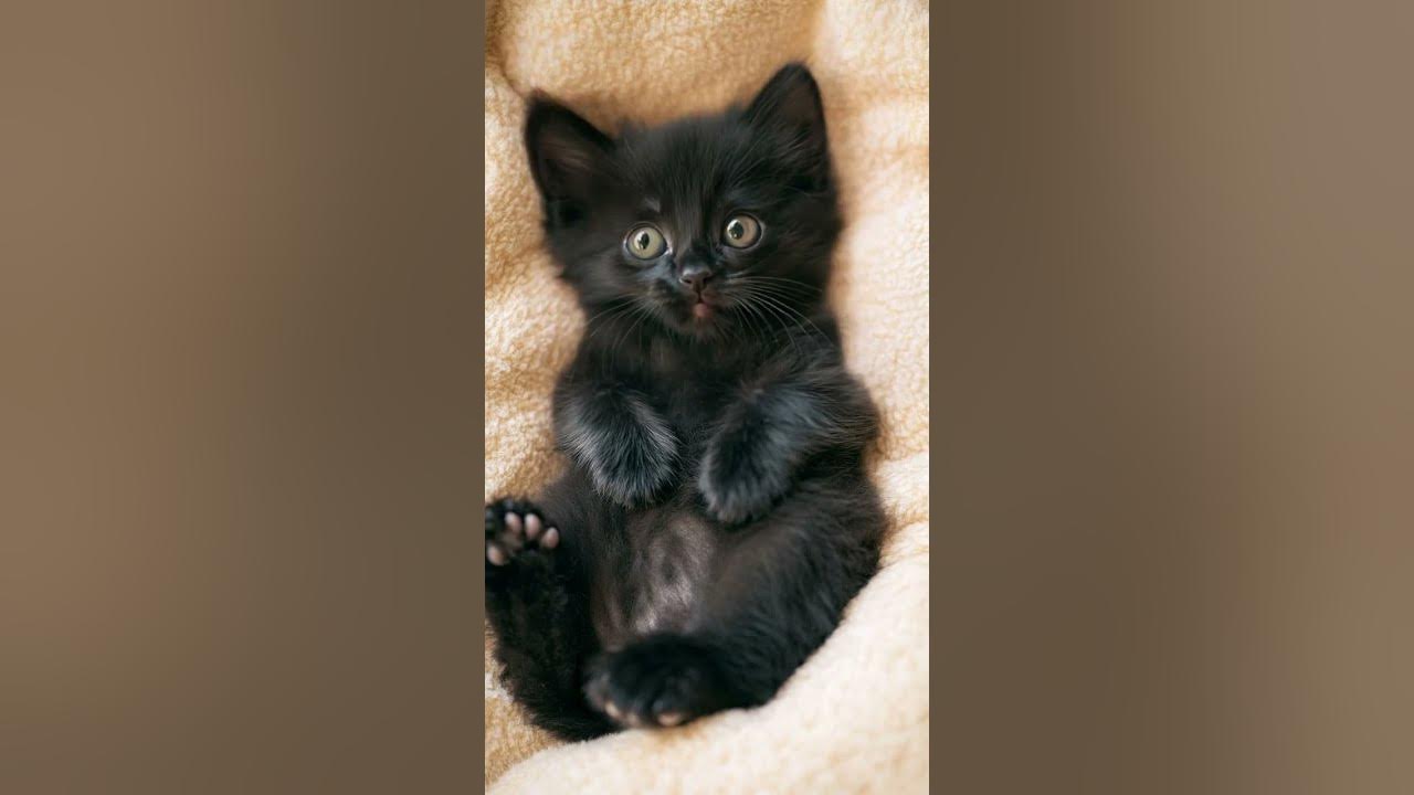 Cute Kitten sing song. Funny Cat singing #lipsync #Viral #Brainrot #funnycat #fypシviral #fyp #fypage