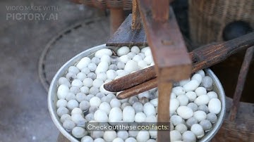 🕸️ The Amazing Science of Spider Webs! 🕷️