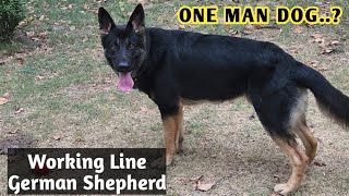 Are German Shepherds One Man Dog? | Working Line German Shepherd in India #germanshepherd #doglovers by A-1085 9,449 views 1 year ago 11 minutes, 46 seconds