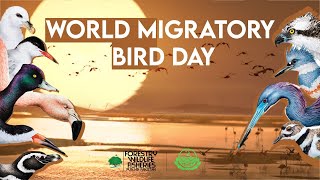 🎉Celebrating World Migratory Bird Day in Punjab: A Spectacle of Nature's Beauty