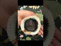 Gooey Oreo cake ❤️✨✨#shorts #oreocake #oreo #subscribe #trendingshorts #trending #tasty #recipe#like
