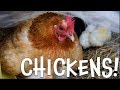 Chickens!  Learn about Chickens for Kids