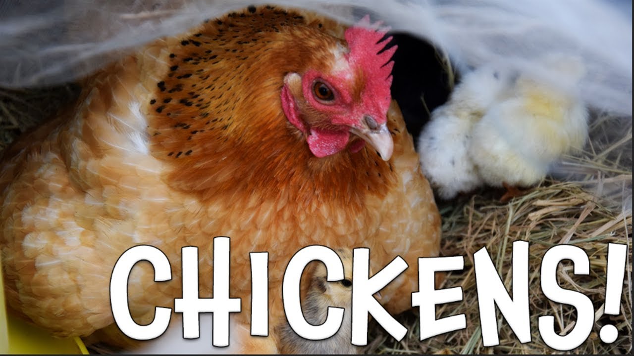 Chickens Learn about Chickens for Kids YouTube