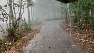 Super Heavy Rain and Strong Winds in a Kerala Village | Thunderstorms & Nature Sounds