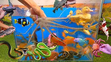Video tổng hợp cá cảnh đẹp, động vật dễ thương, cá trân châu, vịt, rắn nâu, cá vàng, bạch tuộc