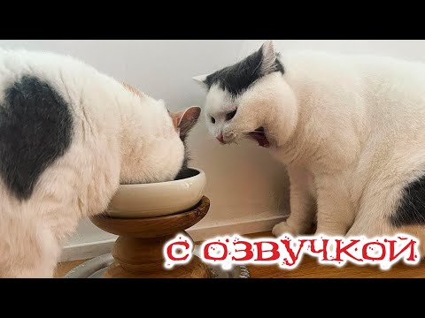 Приколы с котами! С ОЗВУЧКОЙ! Смешные коты и собаки! СМЕШНЫЕ ЖИВОТНЫЕ!