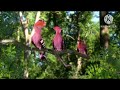In The Night Garden Birds Compilation In Slow Motion In The Night Garden Birds Compilation In Slow Motion