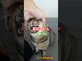 i scream #shorts #cat #今日の夏目くん