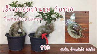 เสียบยอดชวนชม กับราก ได้ต้นสวยงามแปลกตา