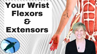 What are Wrist Flexors and Extensors? 🐧