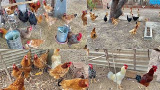 Vejam Que Linda Criação De Galinhas Caipiras Nas Serras Do Rio Grande Do Norte