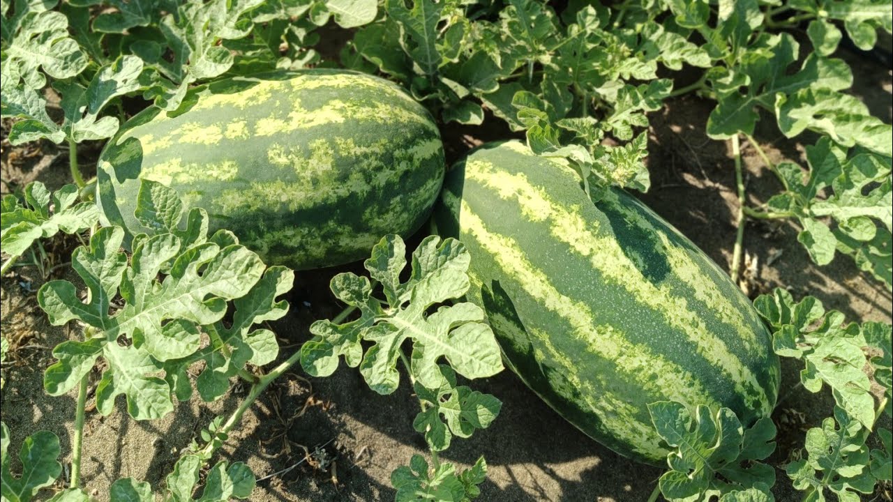 Nuevas variedades de sandía. Interesante. 