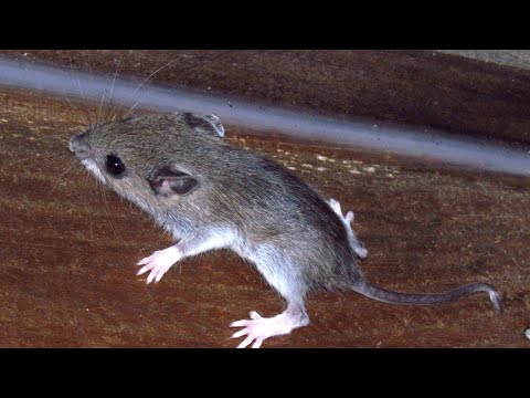 Video: Garden Mouse Control: How To Get Rid Of Mus In The Garden