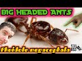 Pheidole megacephala, African Big Headed Ants, Growing Super Colony | Ant Keeping Season 2020 Week 9