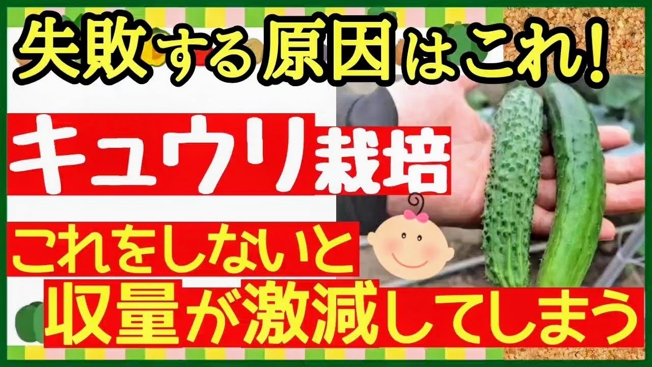 きゅうり栽培はこの作業の繰り返し！初心者も分かる最強の育て方♪摘心・追肥・水やり【プランター家庭菜園】