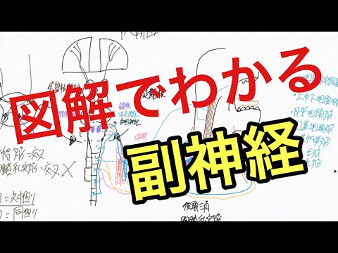 脳神経11番:副神経の走行と機能を解説