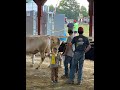 Pulling bulls, Baby shows, and Rides Oh My!