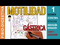 MOTILIDAD y VACIAMIENTO GASTRICO, Estructura, Inervación y REGULACION  Fisiología Digestiva |1