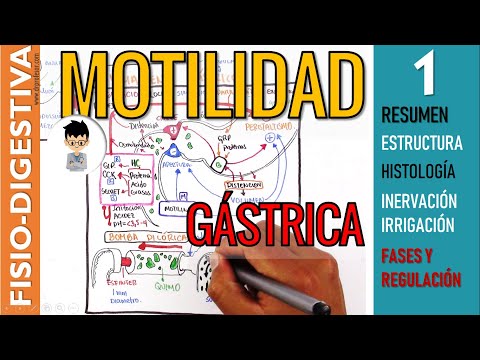 Video: Trastorno De Estómago (pérdida De Motilidad) En Perros